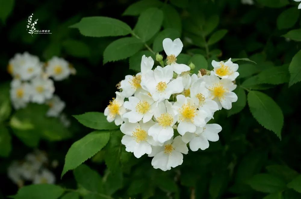 乡土植物|荼蘼花究竟是哪种花?