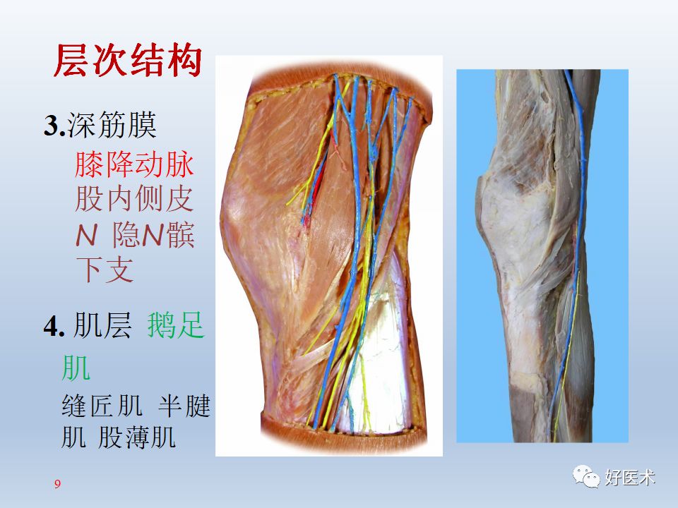 膝关节周围解剖高清图解,值得收藏!