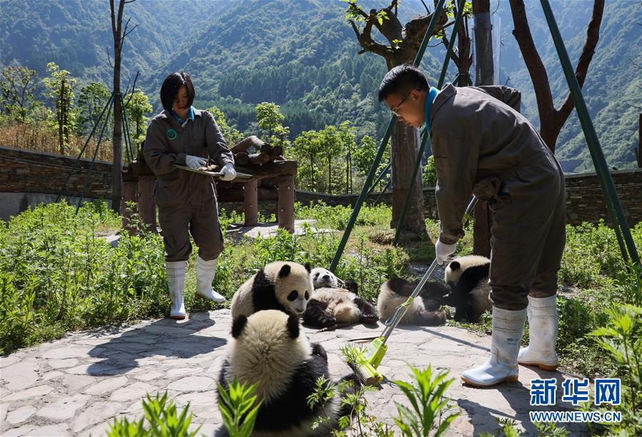 5月16日,在中国大熊猫保护研究中心神树坪基地,两位饲养员在照料熊猫