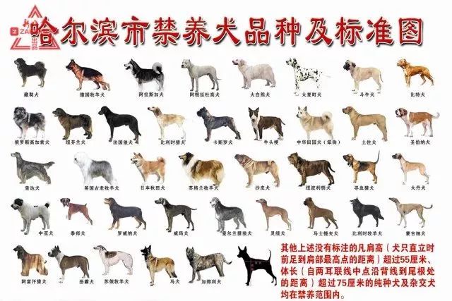 30大禁养猛犬排行榜世界头号杀人犬曾濒临灭绝现如今被禁养