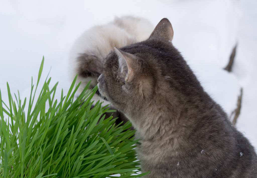 宠物 正文  猫是食肉动物,吃草也不能饱肚子啊!