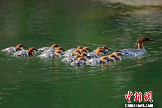 逾200只珍稀中华秋沙鸭现身吉林松江河