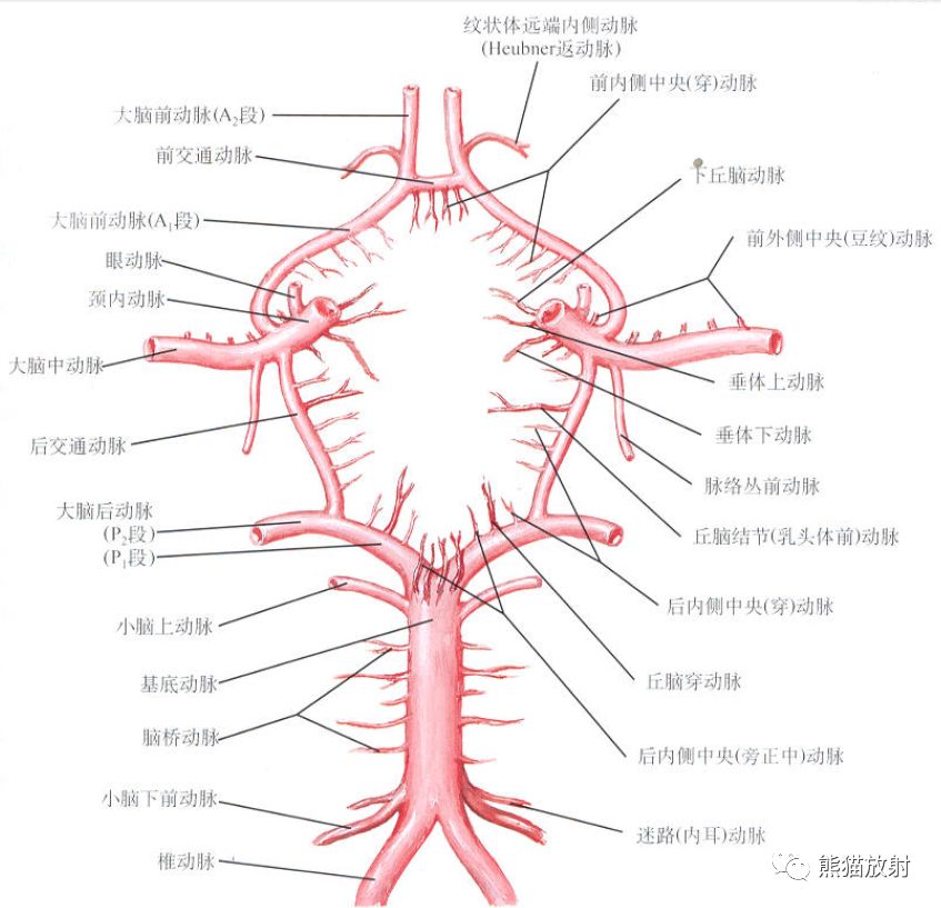 2,大脑后动脉;3,大脑前动脉 (a1);4,大脑前动脉 (a2);5,大脑中动脉;6