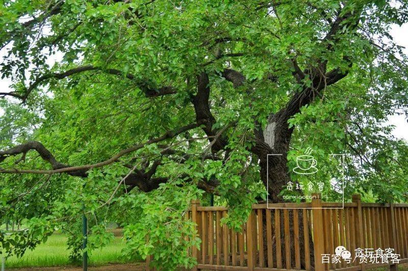 在北京唯一的御林古桑园里,品尝400岁古桑树上