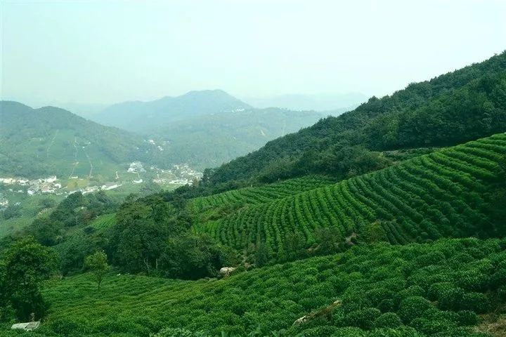 浙江:狮峰山上品龙井