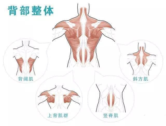 干货精选倒三角身材的最大功臣背阔肌锻炼技巧