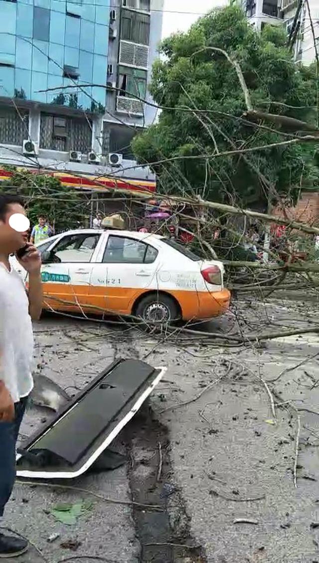 重庆市秀山县 ,树木突然倒下,多车被压受损