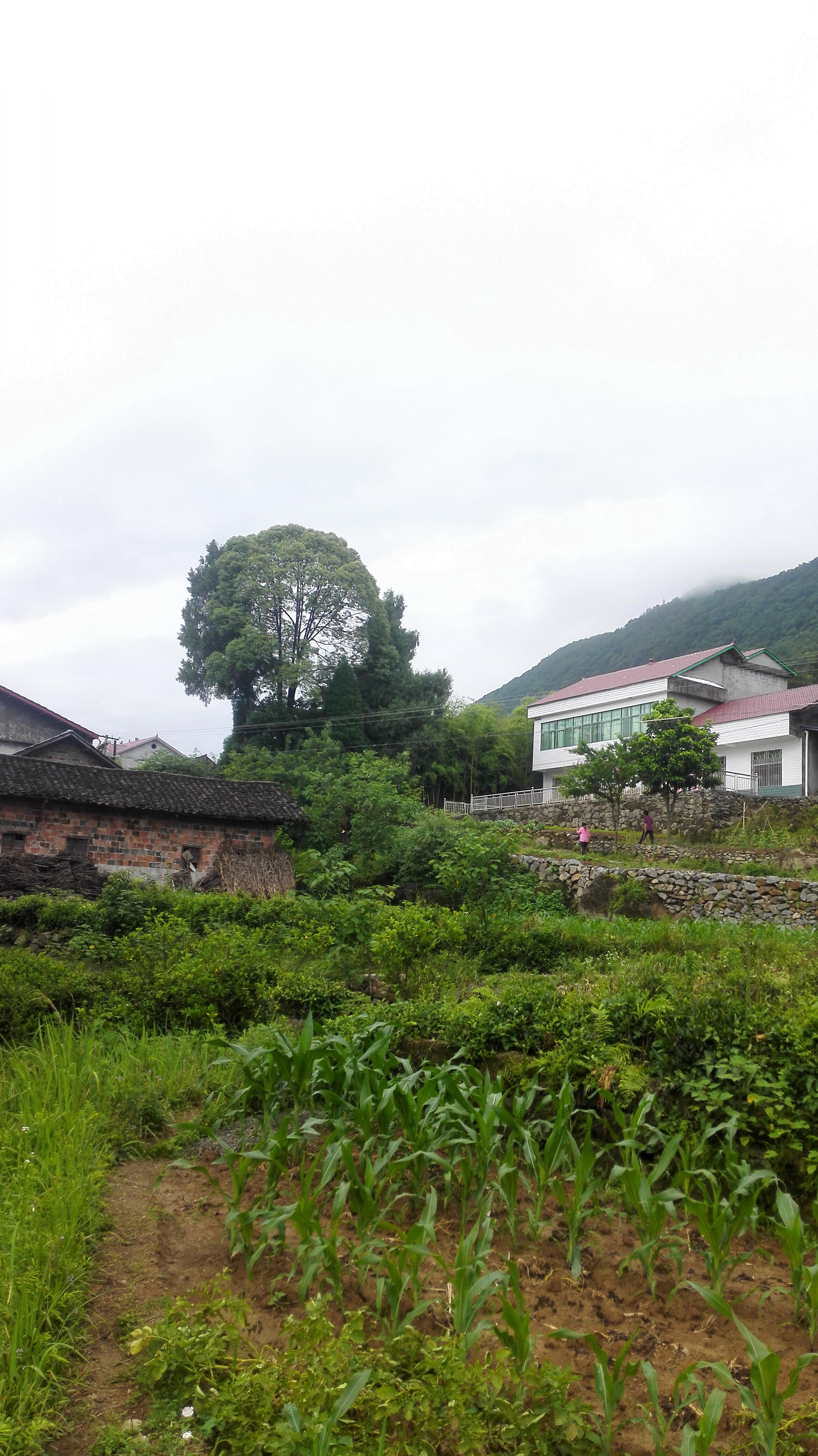 宜昌长阳农村:一场大雨开始忙着准备插秧,栀子花,茶园原生态风景好