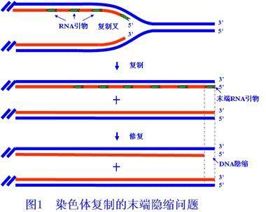 同大学人口_人口普查