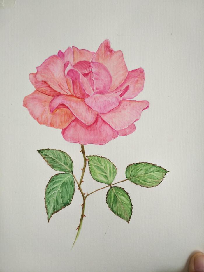 零基础学水彩:一朵蔷薇花手绘过程心得分享