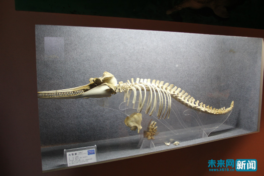 收藏与铜陵淡水豚保护区内的白鱀豚骨骼标本.未来网谢深森 摄