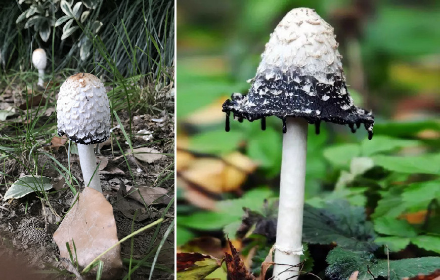 在野外,毛头鬼伞发育成熟后,菌盖会失去鸡腿的形状,像大多数蘑菇一样
