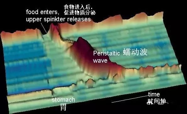 道蠕动波的时空图谱所以我们做的第一组实验,肠道蠕动在消化过程中是