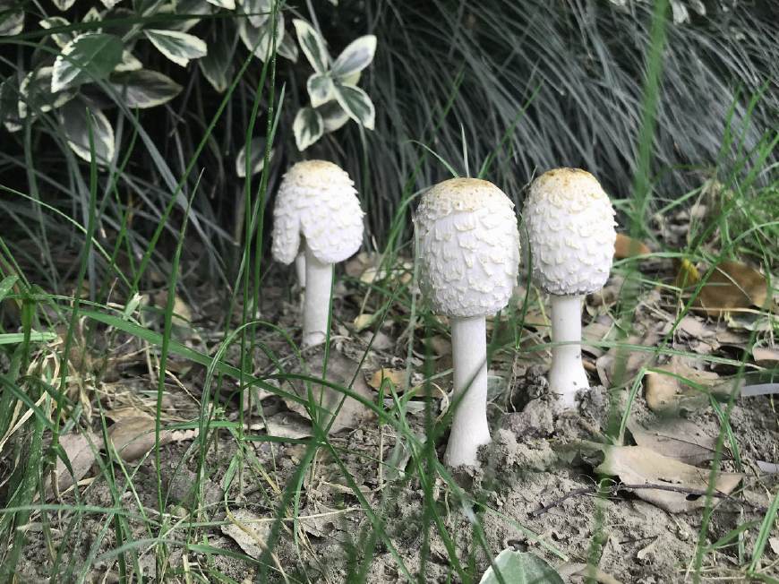 野外常见的这种白色蘑菇别随便采,与酒同食还会中毒