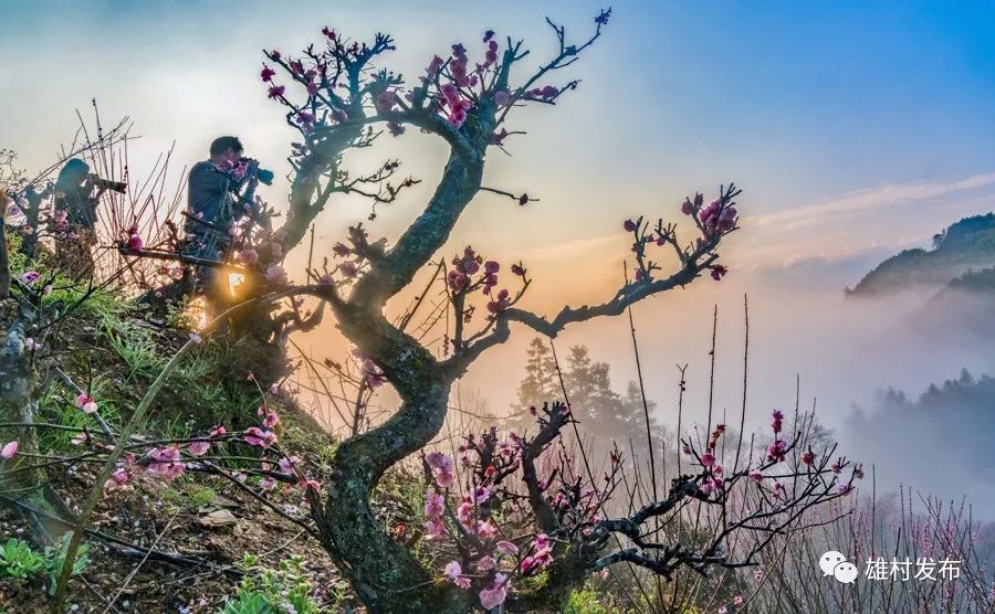 歙县卖花渔村第七届梅花节获奖名单公布