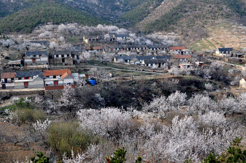 牧童遥指的"杏花村"在什么地方?肯定不在山西