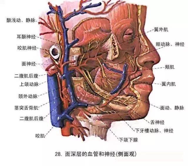 体育 正文 学会做面部除皱术,首先要了解四大重要解剖结构,即面部支持