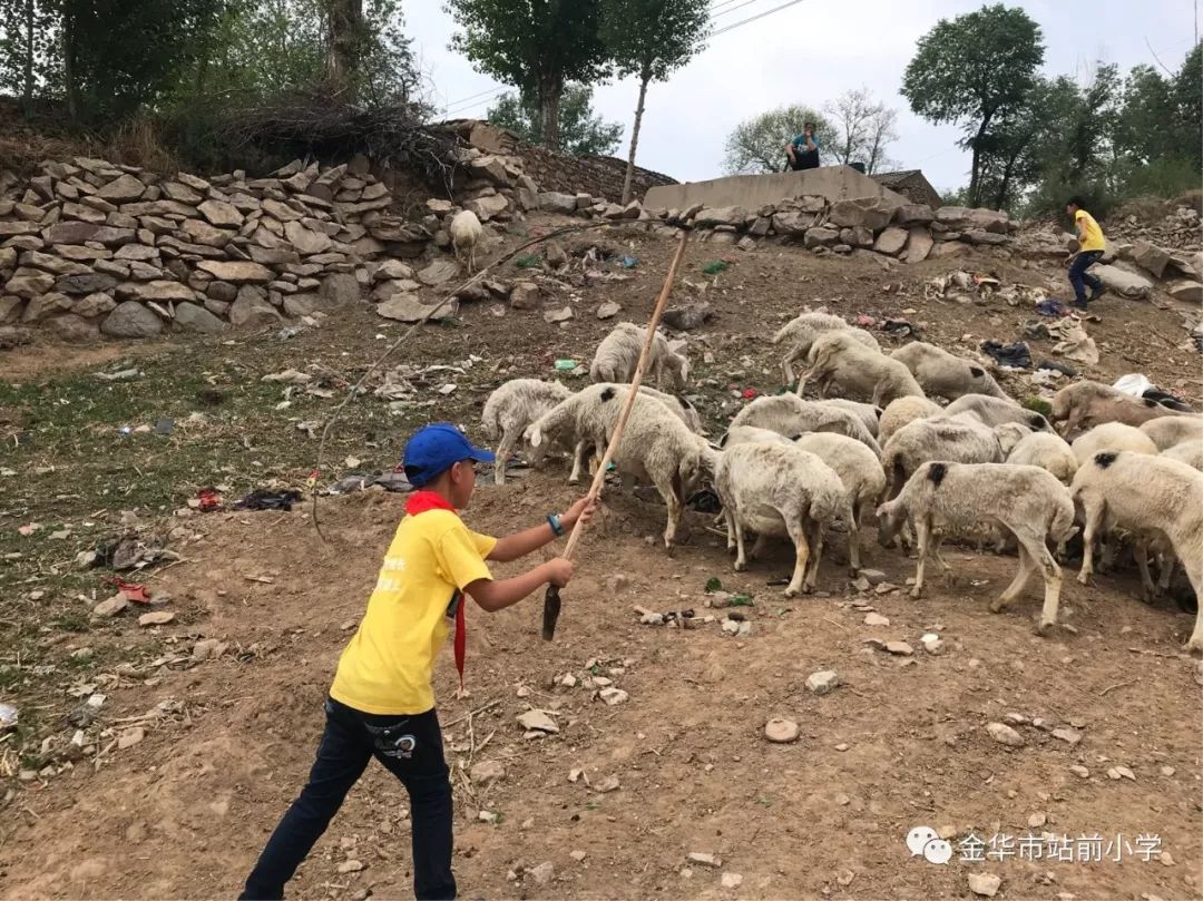 从爷爷那里接过鞭子,我们秒变赶羊人.