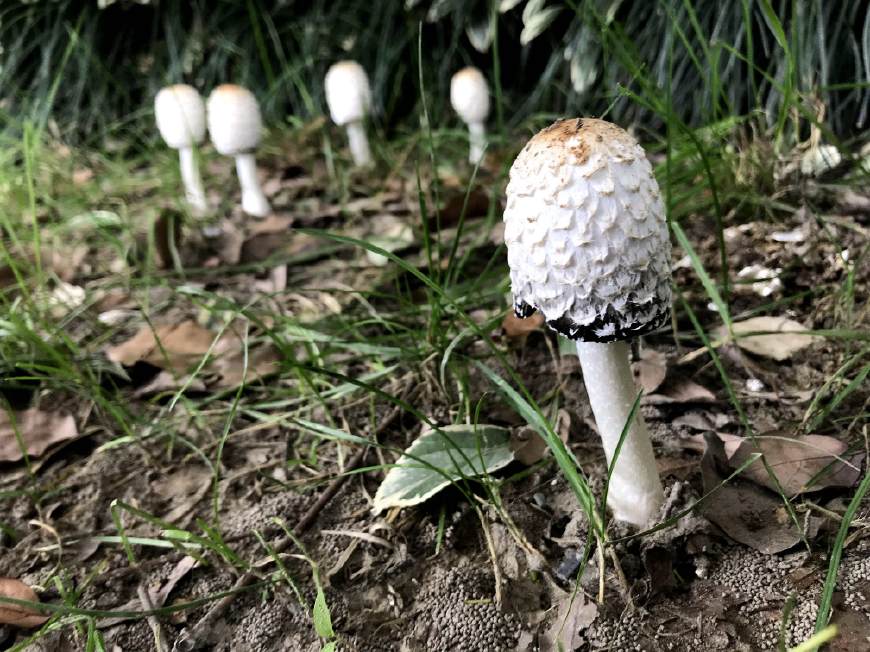 野外常见的这种白色蘑菇别随便采,与酒同食还会中毒
