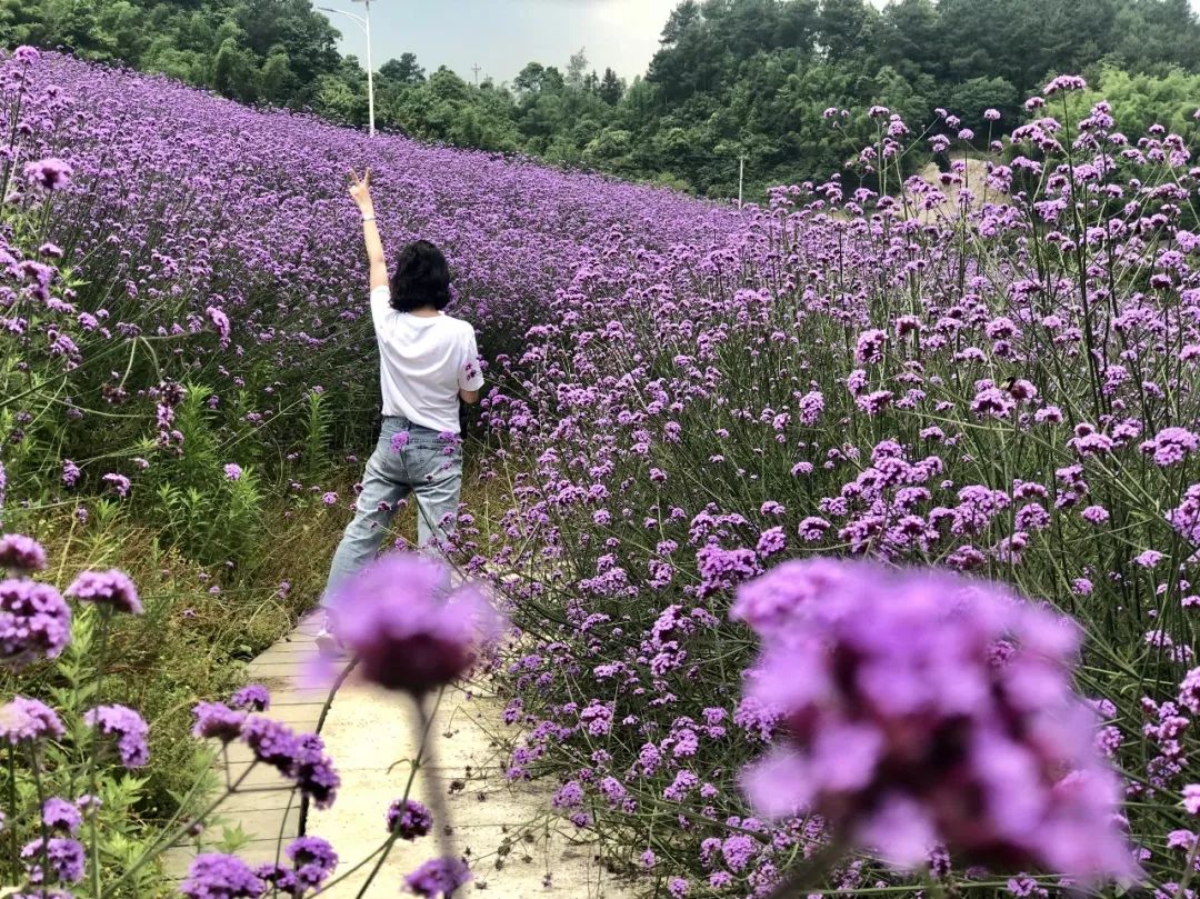 520,你带上我,我带上篮子,一起去安澜摘蓝莓,看