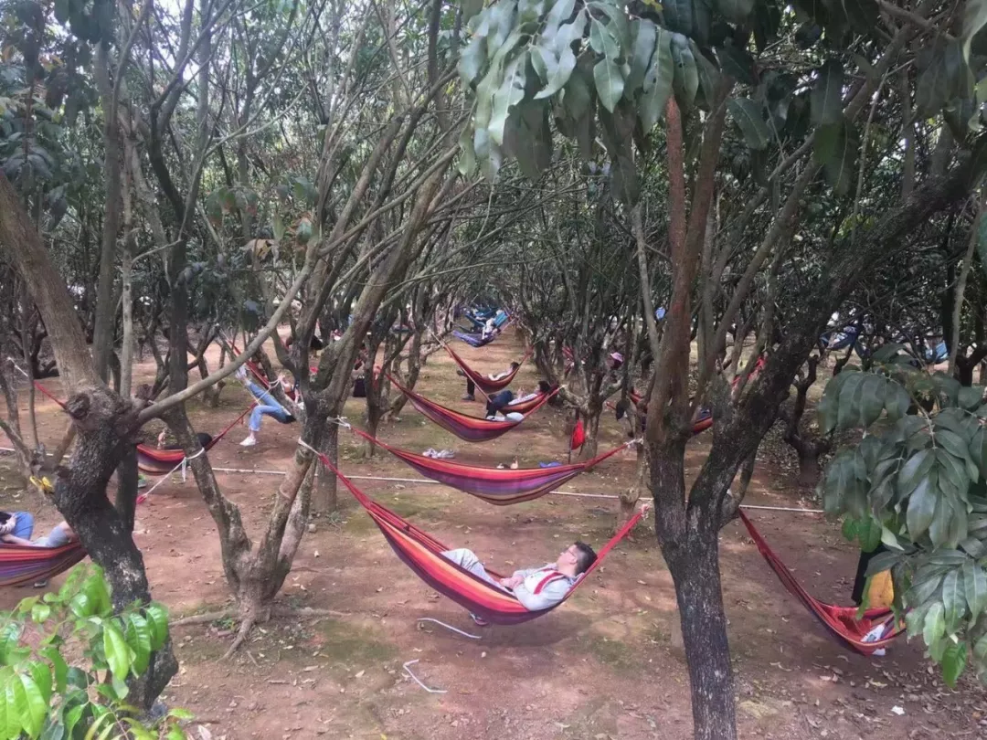 初夏之旅--公司团建在九龙生态园