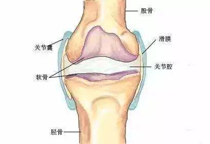 膝盖疼是什么原因造成的?保护关节软骨的好方法—grn