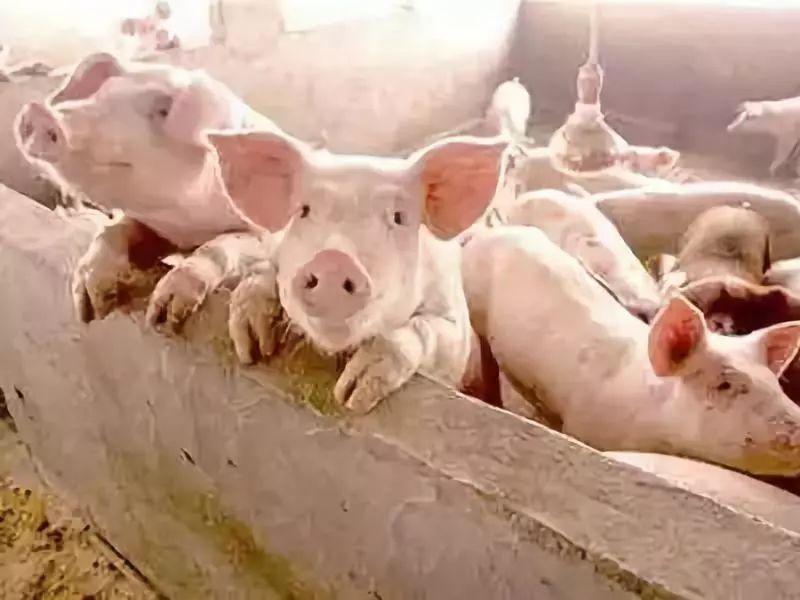 整套解决方案:文氏&无限种猪养殖成本与利润分析
