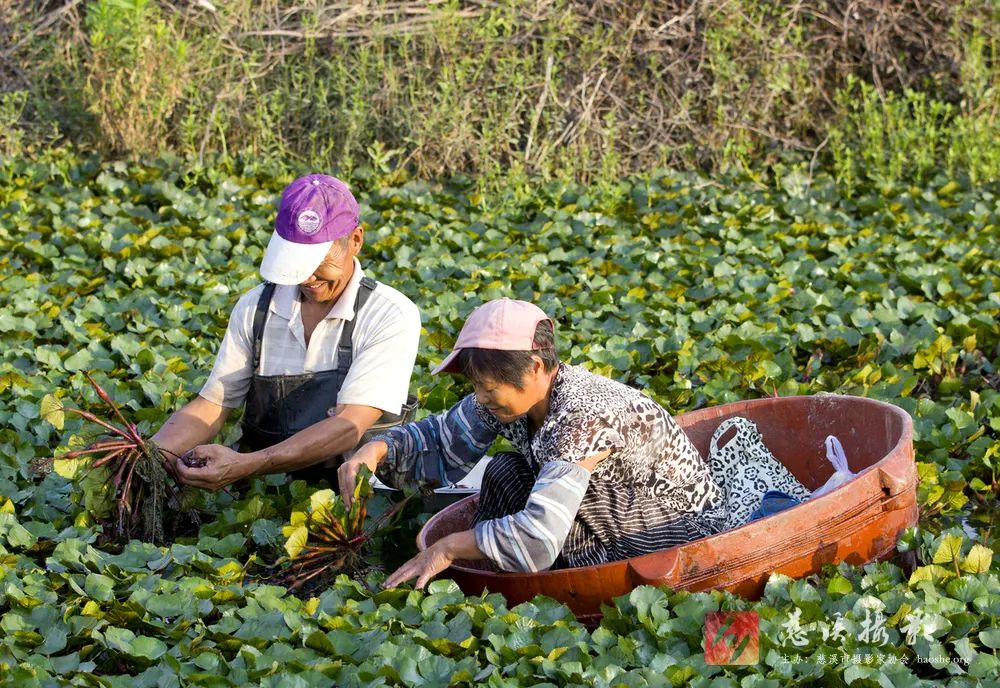 胜摄影丨一页相纸定格瞬间慈溪市清波红菱大美胜山摄影大赛获奖公示