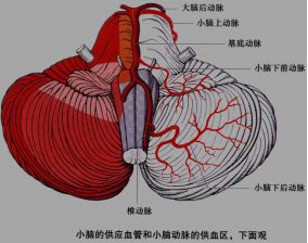 脑血管大体走行及血供部位解剖