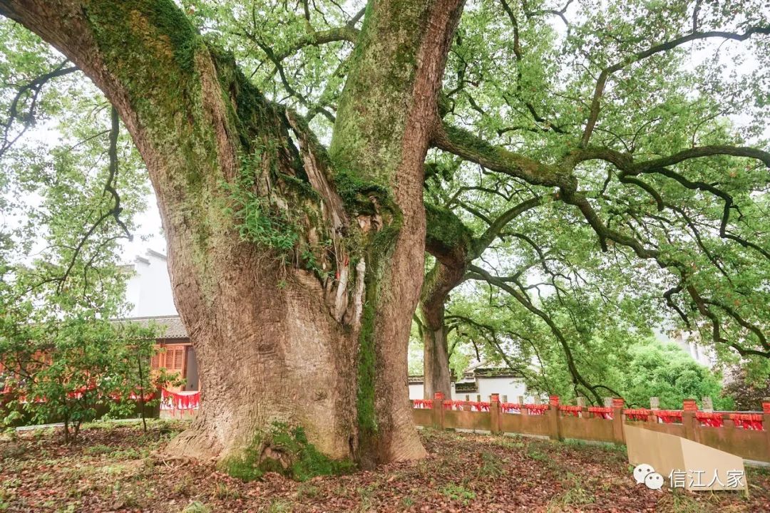 山水画廊之漳潭(徽州行32)