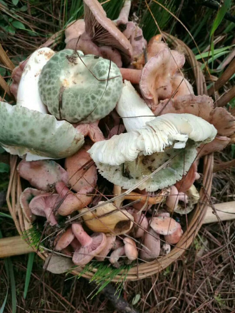 玉溪将迎来雨季,边吃菌子边看小人跳舞的季节又来了,你准备好了没?