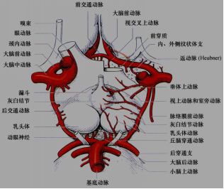 脑血管大体走行及血供部位解剖