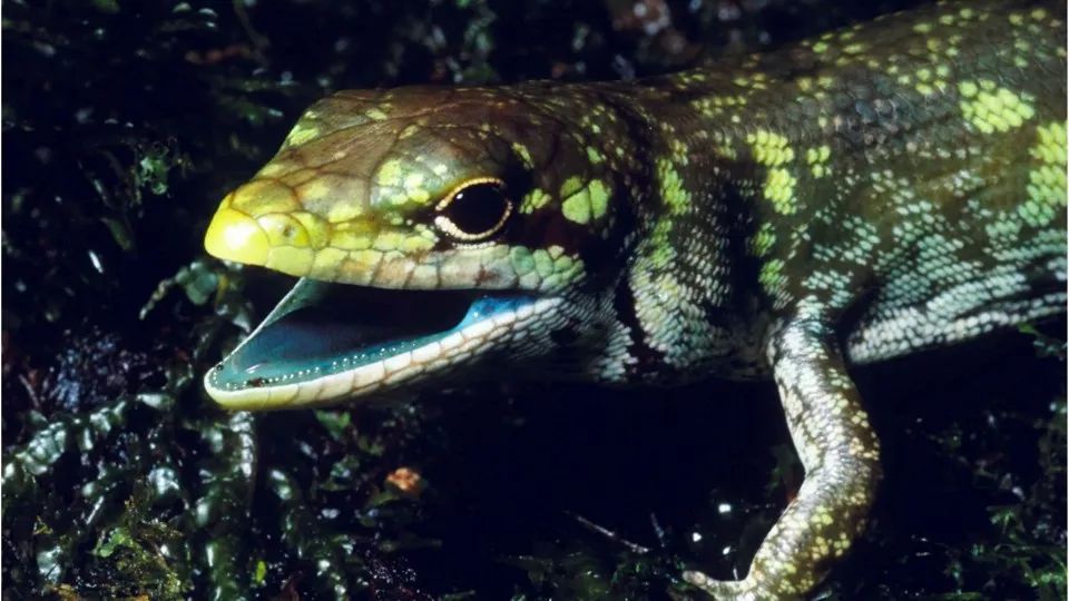 神奇生物:这些蜥蜴体内流淌着翠绿色的血液