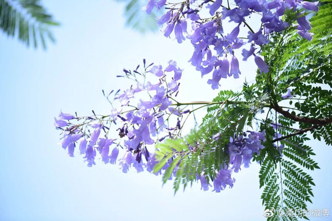 成都最美蓝花楹长廊,绵延1.7公里浪漫紫色花海!分分钟