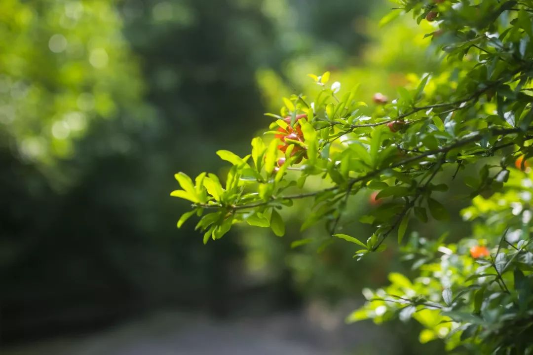 5月19日来招宝山"聚惠玩!五月风景随拍