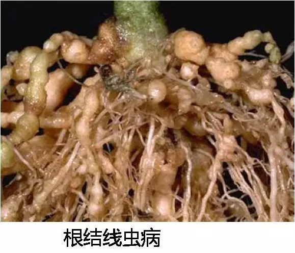 这个蔬菜"绝症"危害极大,一定要注意防治!