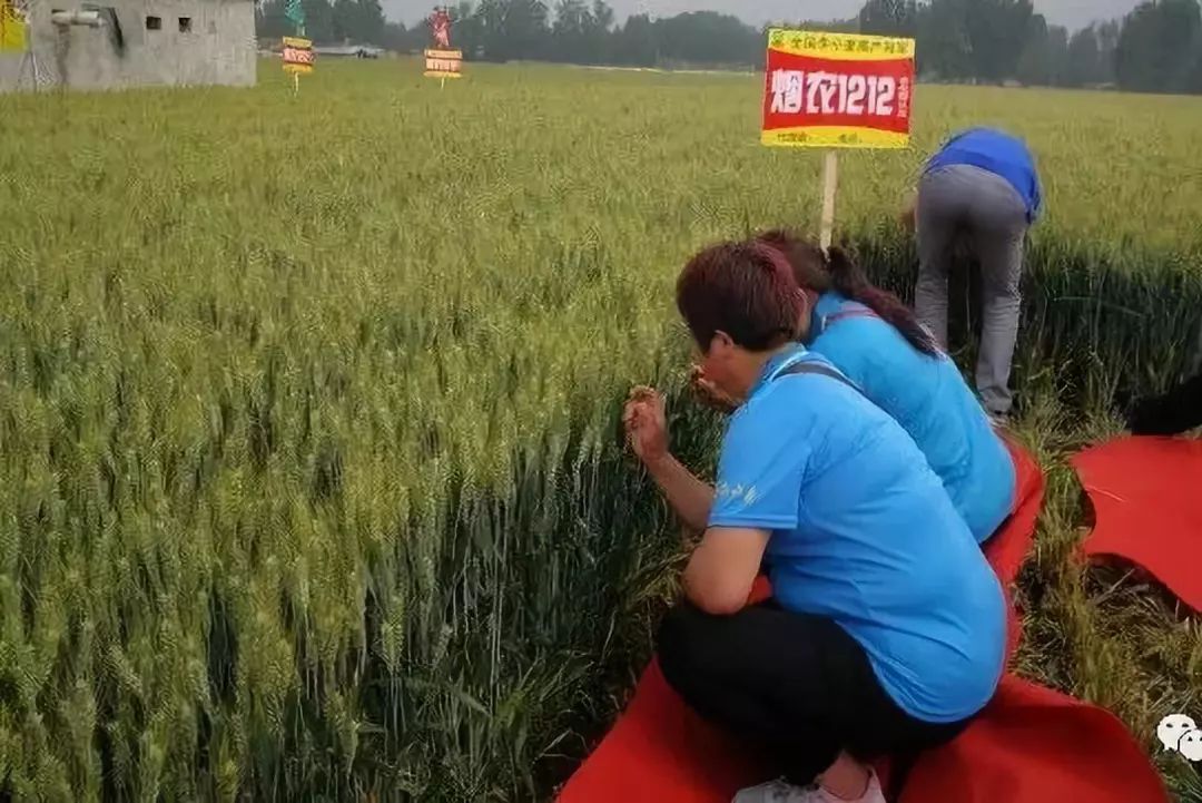 暴雨大风不倒保持全国高产纪录烟农1212在山东百县千人观摩