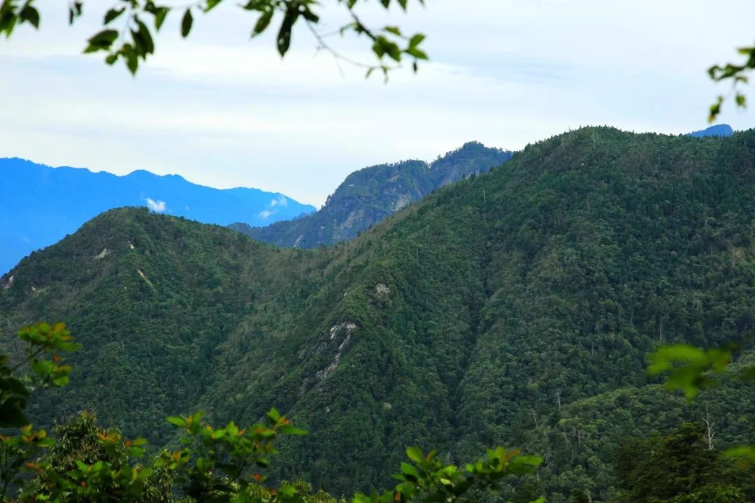 台湾高山森林的非凡体验