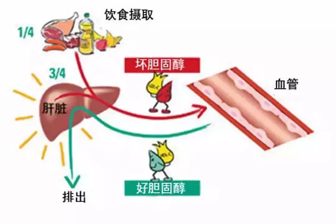 管好胆固醇518全国血管健康日