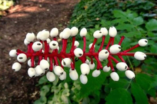 在野外可以偶遇的恐怖植物,分分钟可以写进玄幻小说