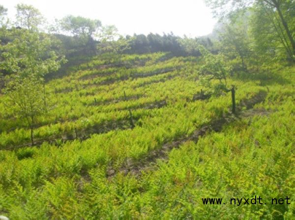 农业技术:野生薇菜的人工种植技术