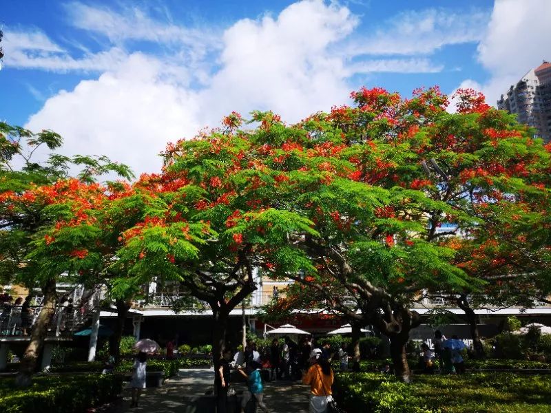 凤凰花开,成深圳初夏最美风景