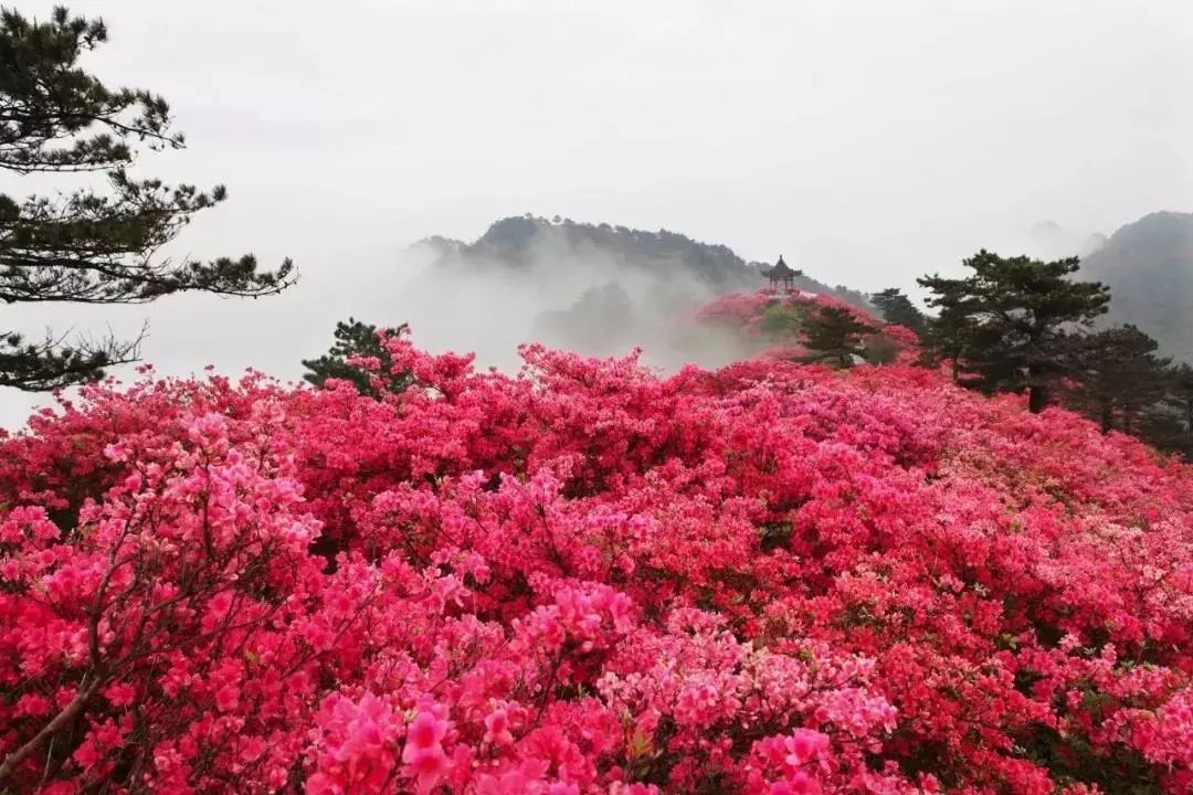 瓦屋山是名副其实的动植物博物馆, 4月到5月刚好是瓦屋山杜鹃盛放的