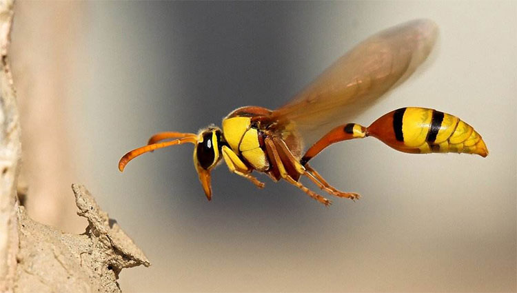 生物微型机器人的崛起:蜘蛛和蜜蜂机器人