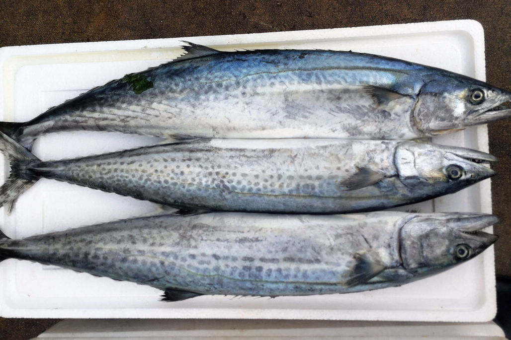 海鲜市场鲜鲅鱼价格一天一变 从18元到25元 变化达3成左右