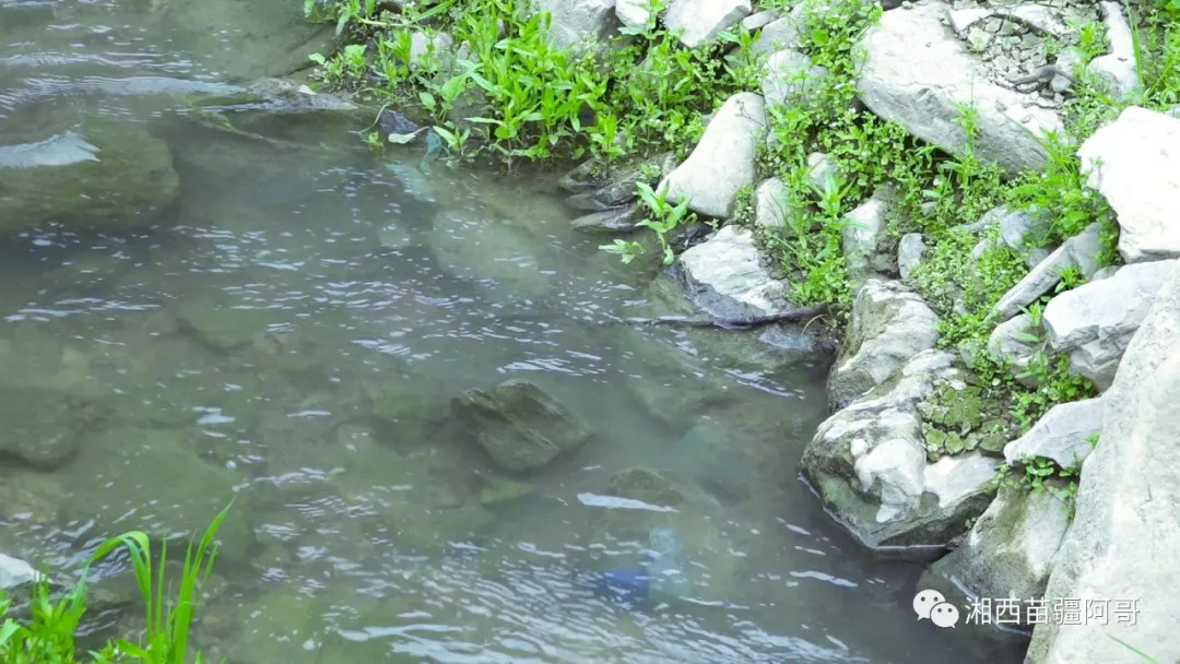 没想到湘西大山里的农村小溪里还有这么多鱼,阿哥抓鱼