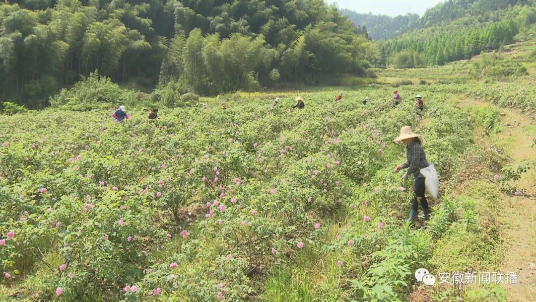 安徽省安庆市怀宁县清河乡有多少人口