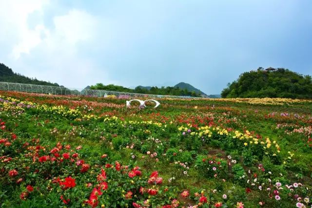 百里杜鹃彝山花谷