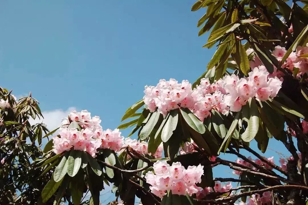 等一个人,陪我去这条杜鹃花环线