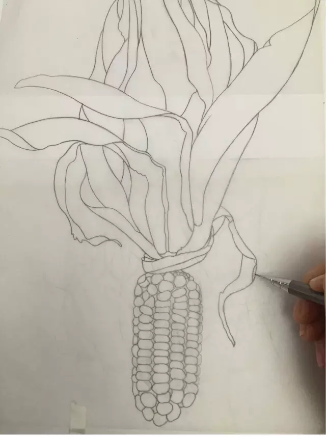 水彩教程 | 画一根超美的玉米